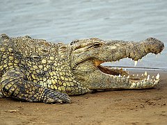 Nile Crocodile, Masai Mara, Kenya